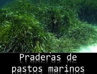 /album/ecosistemas-de-mexico1/praderasdepastos-marinos-jpg/